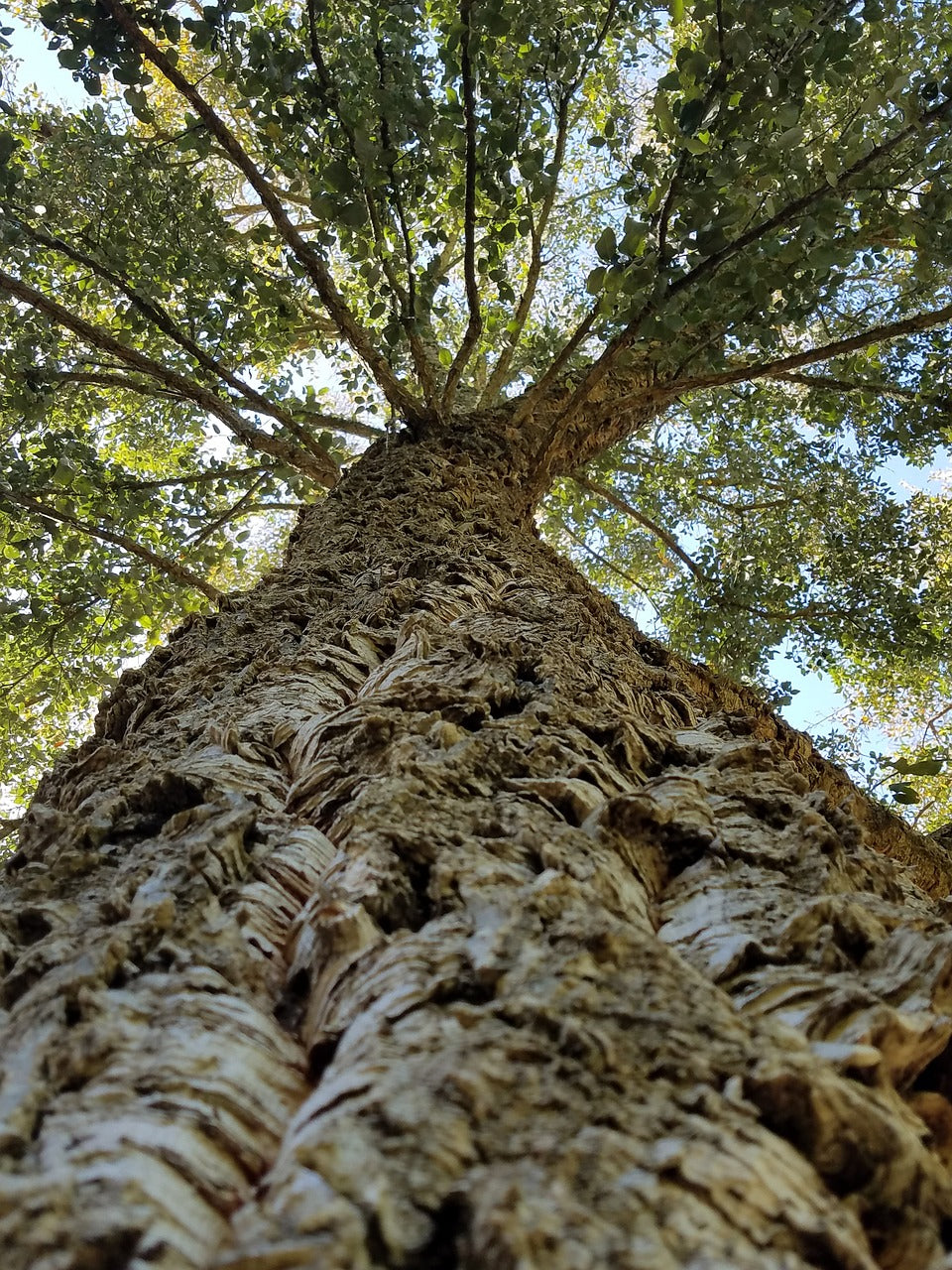 Looking up through the canopy of a cork oak tree, showing the distinctive thick, textured bark that is harvested to create sustainable cork fabric used in Incorknito Designs jewellery.